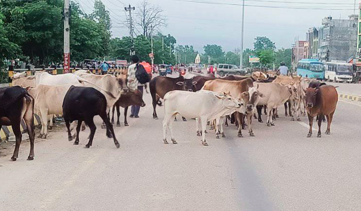 काठमाडौंमा पशु चौपाया : बाच्छी जन्मे गोठमा बाच्छा जन्मे रोडमा !